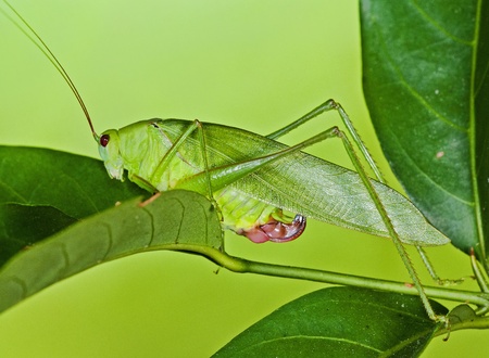 green katydid in the parksの写真素材