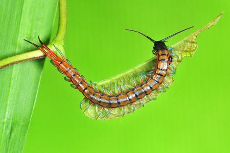 centerpide in the parksの写真素材