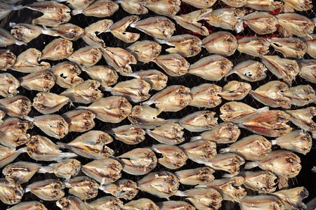 salty fishes dry under the sun