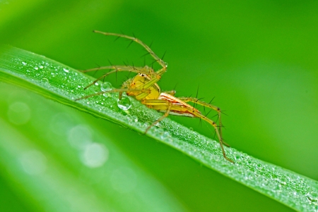 lynx spider with dewsの写真素材
