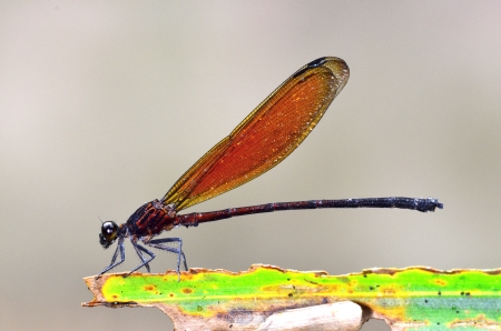 damselfly in the parks  Euphaea ochracea, maleの写真素材