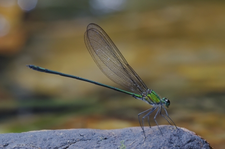 Vestalis amethystina male  Common Flashwing damselflyの写真素材