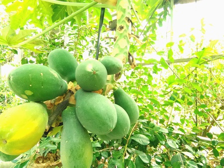 Close up view to fresh papaya growing on the treeの素材