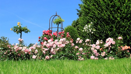 Blooming time fragrant sweet roses with blue skyの写真素材