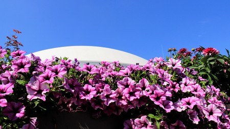 Colorful Of Bloom Flower With White Dome And Blue sky