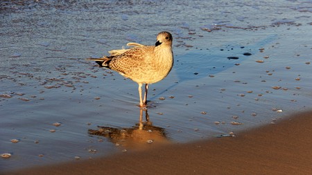 Happiness Of Wildlife One Seagull Relax With Evening Light On Baltic seaCoastの写真素材