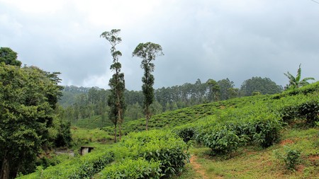 Panorama Gree Tea Platation In Sri Lanka