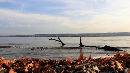 Bodensee Lake With Falling Leavesの写真素材