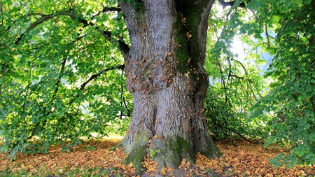One big tree during summer and autumnの写真素材