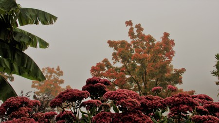 Morning  misty with Banana Leaf  And Autumn Leaves In Germanyの写真素材