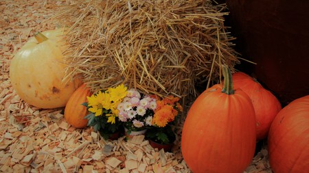 Pumpkin with straw rural styleの写真素材