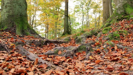 Falling leaves on tree root in autumnの写真素材