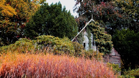 One wooden hut cover by creeper and colorful of autumn