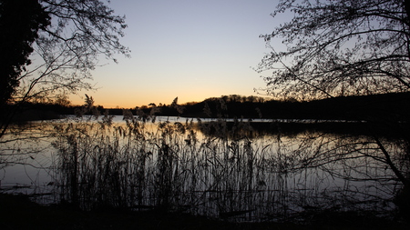 Sunset. evening light by small natural lake with clump of reed in usedom island Germanyの写真素材