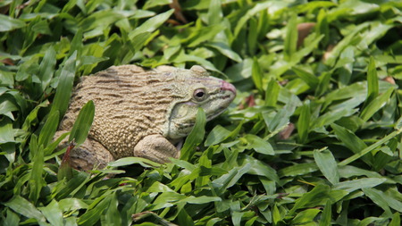 Easy way of living one frog on green grassの写真素材