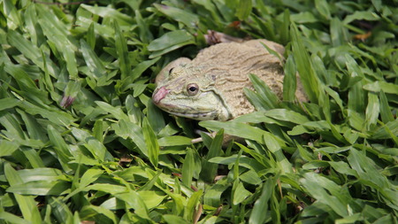 One Frog relax and sunbathe on green grass with warm sunshine. freedom of life. Thailandの写真素材