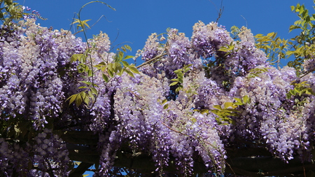 Purple White Wisteria Blooming During Springtime. Crabapples Blossomingの写真素材