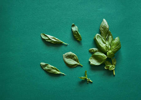 Fresh sprig of basil and its leaves on a green background. Top view, flat layの写真素材