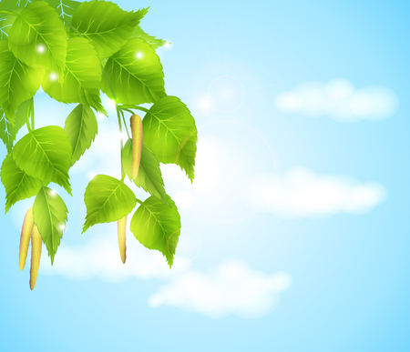 Flowering branches of birch trees - spring backgroundのイラスト素材