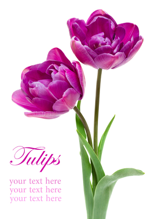 Lilac Double Peony Tulip isolated on whiteの写真素材