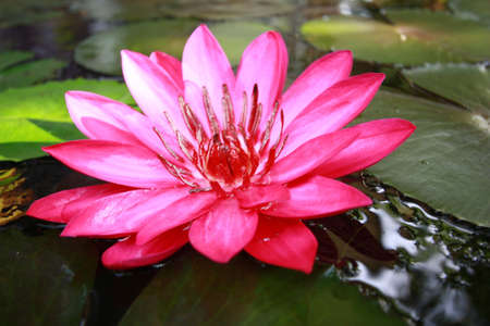 pink passion of thailandの写真素材