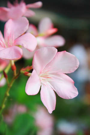 Pink Plumeria flowers of backgroundの写真素材