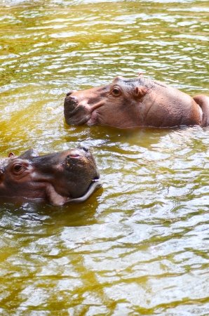Hippopotamusの写真素材