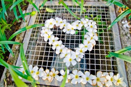 Heart flowers の写真素材