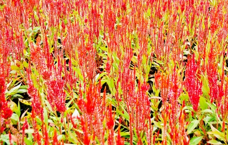 Planted flowers の写真素材