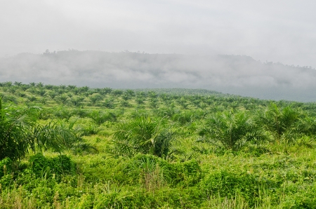 Mountains in the mist の写真素材