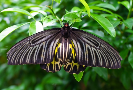 Butterflyの写真素材