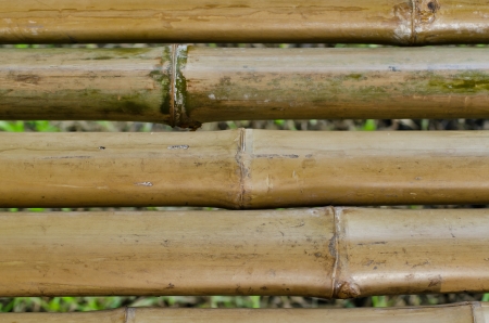 bamboo background の写真素材