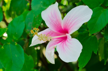 Hibiscus flowersの写真素材