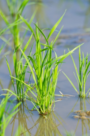Paddy の写真素材