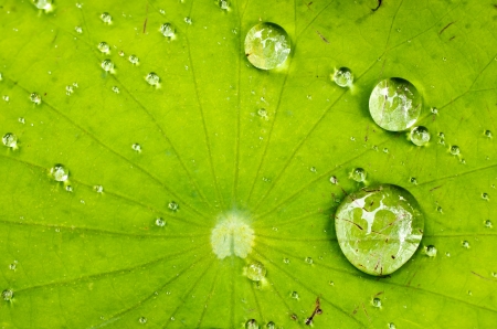 Water on a lotus leafの写真素材