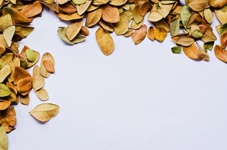 leaves on white background