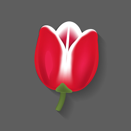 Tulipsのイラスト素材
