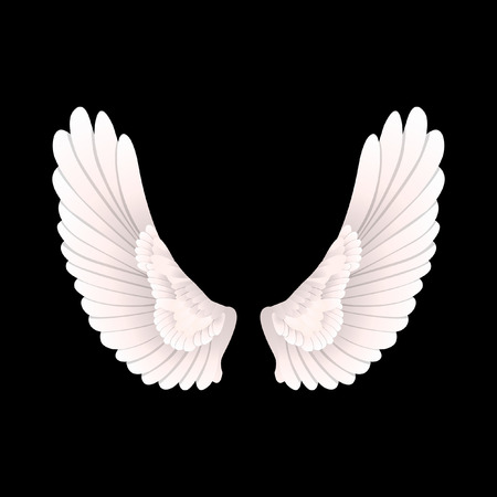 Vector wings illustrationのイラスト素材