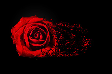 red roseの写真素材