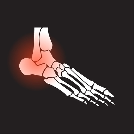 foot bonesのイラスト素材