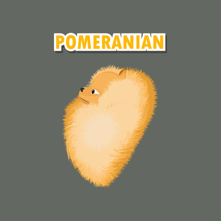pomeranianのイラスト素材