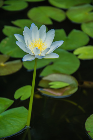 lotus flowerの写真素材