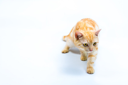 cat on  white backgroundの写真素材