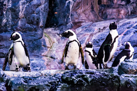 Penguinの写真素材