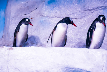 Penguinの写真素材