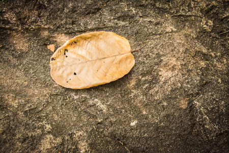 Leaf on stoneの写真素材