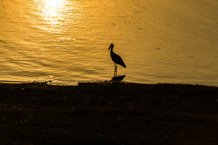 Asian openbill on sunset backgroundの写真素材