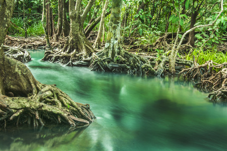 Emerald Pool is unseen pool in mangrove forest at Krabi in Thailand.の写真素材