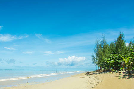 Pine at cape sea waters Aroundの写真素材