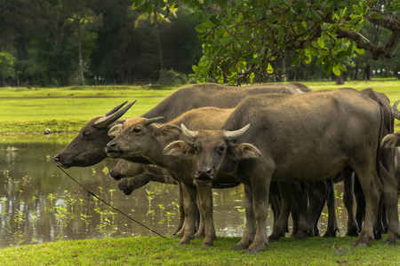 Thai buffalo is grazing in a fieldの写真素材